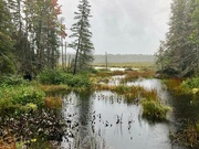 25th Sep 2021 - An Uncommon View of the Beaver Pond