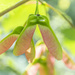 Maple tree seed pods by helstor365