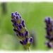 Lavender by carolmw