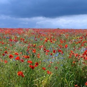 24th Jun 2022 - An amazing wildflower meadow