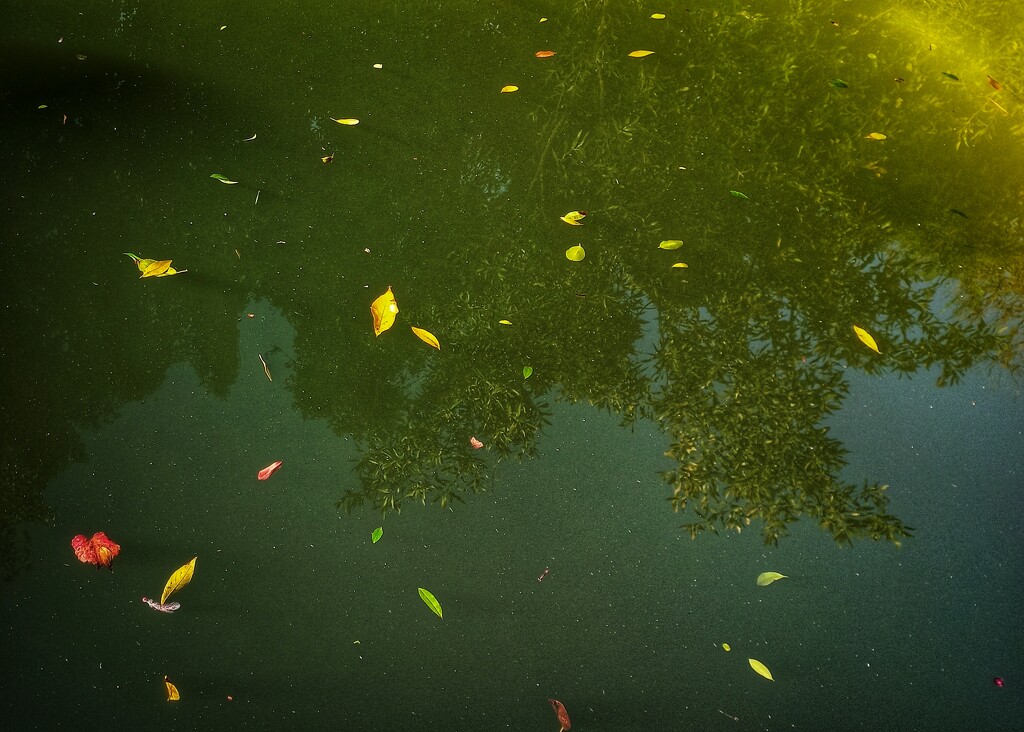 Pond Life  by salza