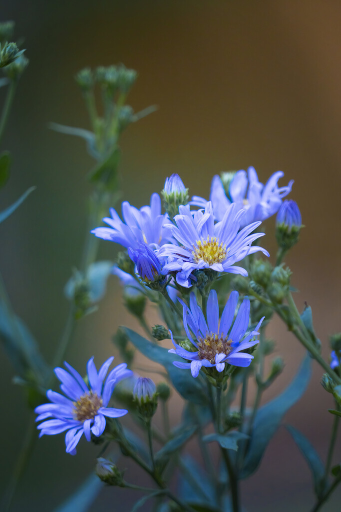 Smooth Blue Aster by k9photo