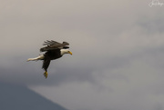 24th Jun 2022 - Eagle Flying with Talons Ready 