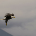Eagle Flying with Talons Ready 