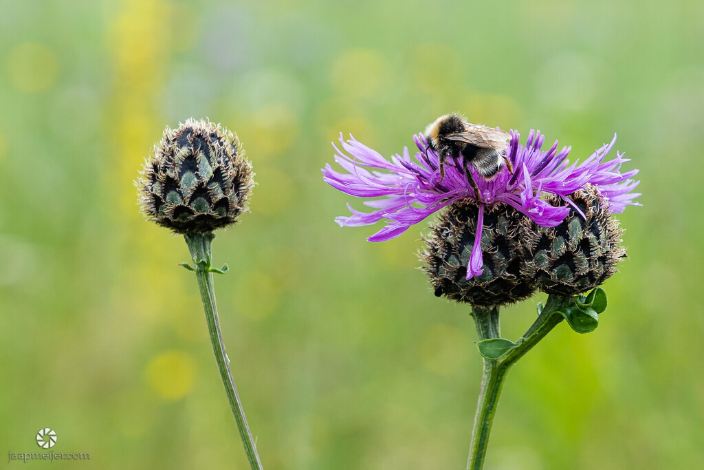 Cuckoo bumblebee on greater knapweed by djepie