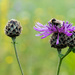 Cuckoo bumblebee on greater knapweed