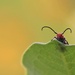 Milkweed Beetle  by lynnz