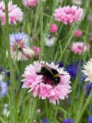 24th Jun 2022 - Bumble Bee on a Cornflower