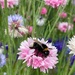 Bumble Bee on a Cornflower