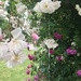 A lovely NGS garden we visited recently