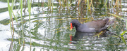 24th Jun 2022 - Moorhen