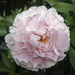 Pink Peony by pcoulson