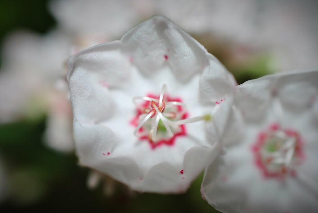 Day 159: Mountain Laurel  by jeanniec57