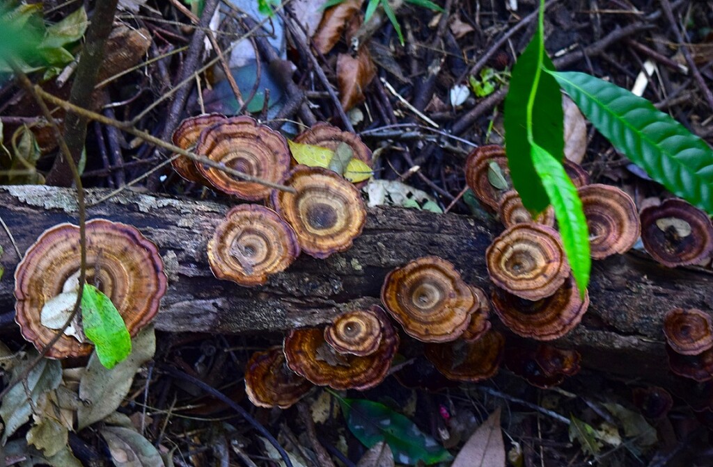 Wood Fungi ~   by happysnaps