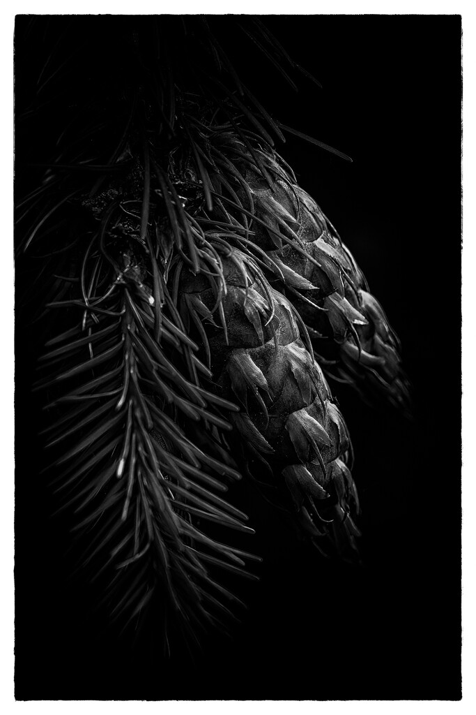 Conifer by cdcook48