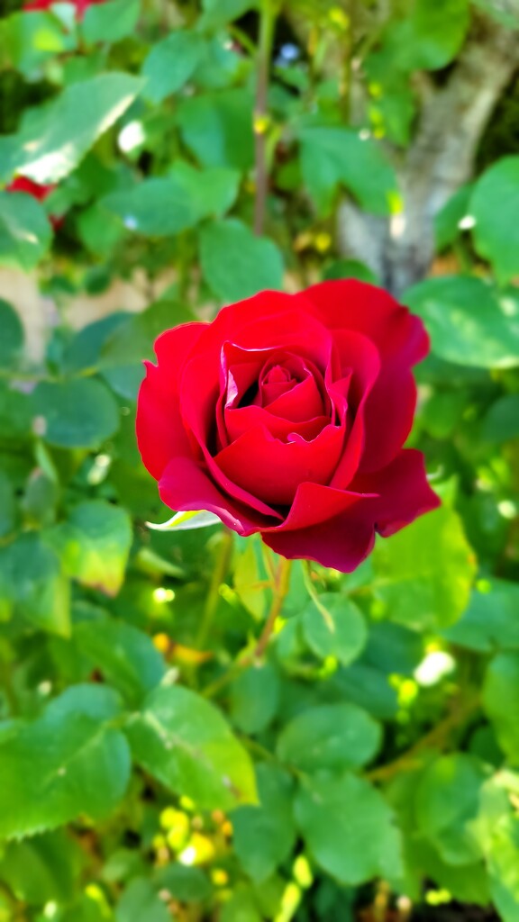 Red, Red Rose by kimmer50