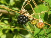24th Jun 2022 - Black and Green Blackberries