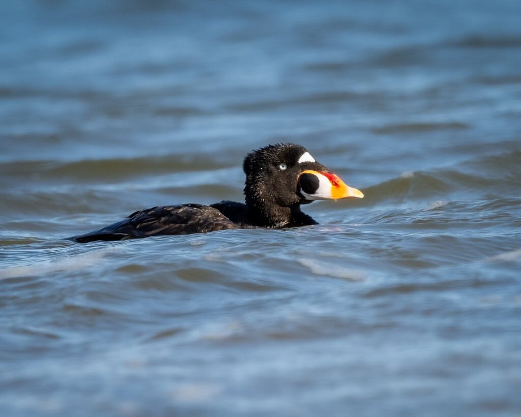 My favorite clowns are back (Surf Scoter) by nicoleweg