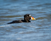 24th Jun 2022 - My favorite clowns are back (Surf Scoter)