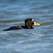 My favorite clowns are back (Surf Scoter)