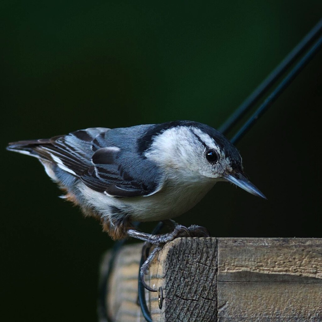 A Nuthatch, right side up by berelaxed