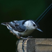 24th Jun 2022 - A Nuthatch, right side up