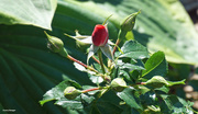 24th Jun 2022 - Miniture red rose bud