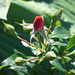 Miniture red rose bud by larrysphotos