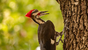 24th Jun 2022 - Pileated Woodpecker!