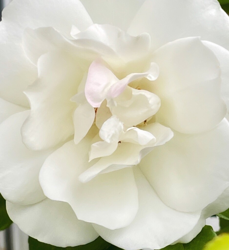 The White Roses by gardenfolk