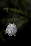 25th Jun 2022 - Lonely Snowbell