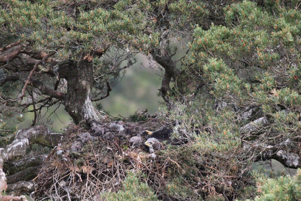 Golden Eagle Nest at Glentanar by jamibann