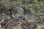 25th Jun 2022 - Golden Eagle Nest at Glentanar