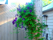 25th Jun 2022 - Clematis climbing the laundry line pole