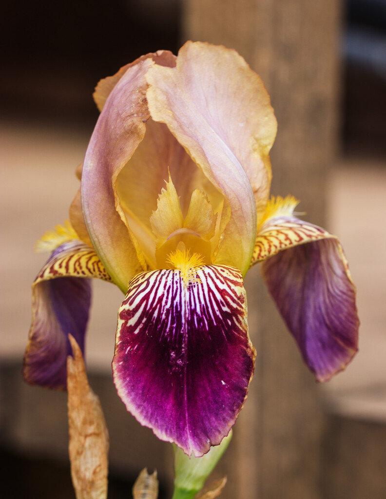 dad's iris by aecasey