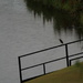 June 23 Green Heron on bridge IMG_6686A by georgegailmcdowellcom