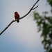June 24 Cardinal on Dogwood IMG_6692A by georgegailmcdowellcom