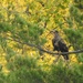 Bald Eagle by sunnygreenwood