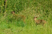 25th Jun 2022 - Mother and baby - Hiding in the long grass