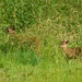 Mother and baby - Hiding in the long grass