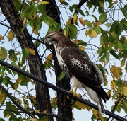 17th Oct 2021 - Red-tailed Hawk
