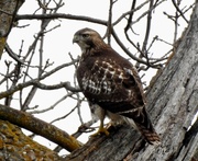 18th Oct 2021 - Red-tailed Hawk