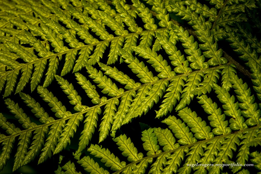 Garden fern by nigelrogers