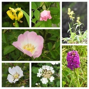 17th Jun 2022 - Wild Flowers in the Lake District