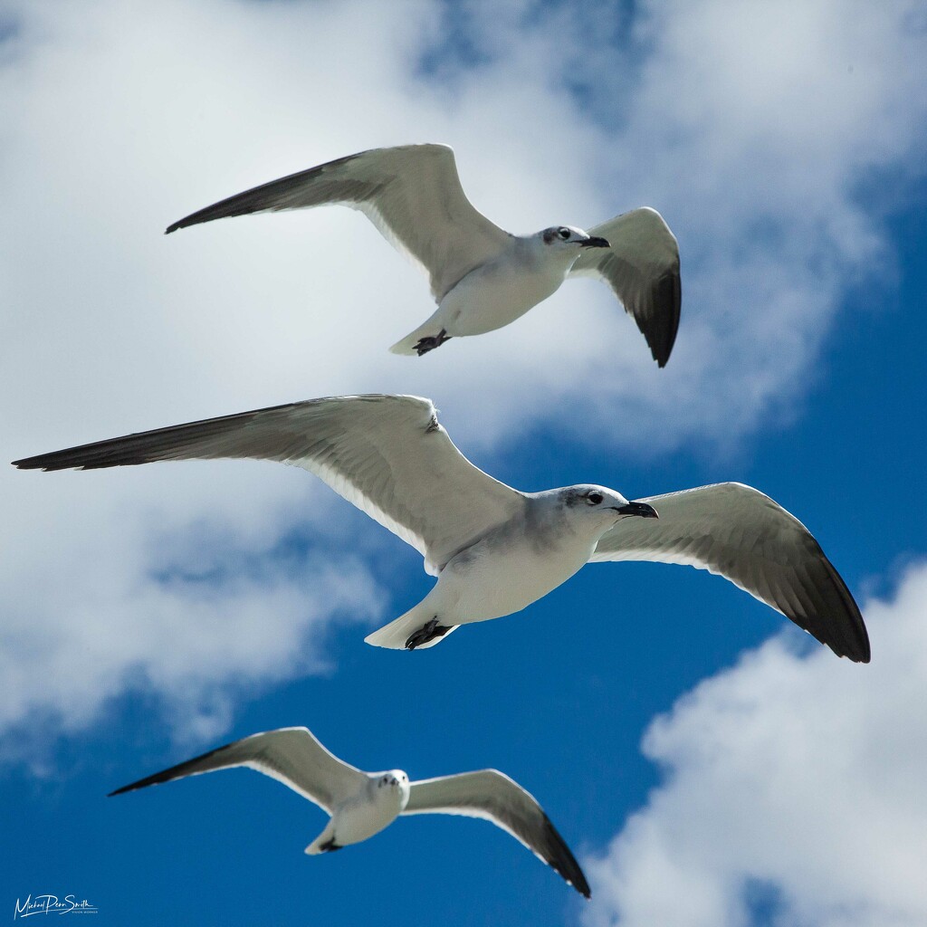 3 Gulls by visionworker