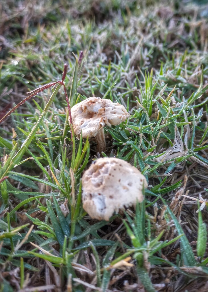 Frosty mushrooms  by salza