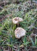 25th Jun 2022 - Frosty mushrooms 