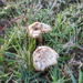 Frosty mushrooms 