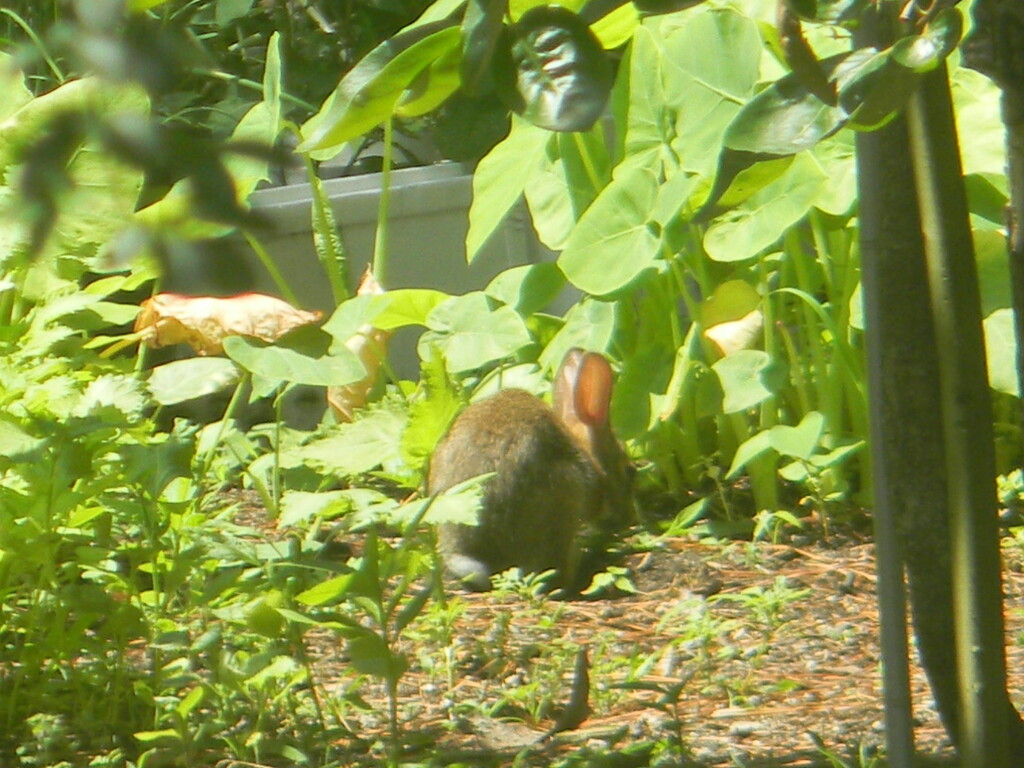 Rabbit Eating in Garden Closeup by sfeldphotos