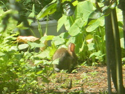25th Jun 2022 - Rabbit Eating in Garden Closeup